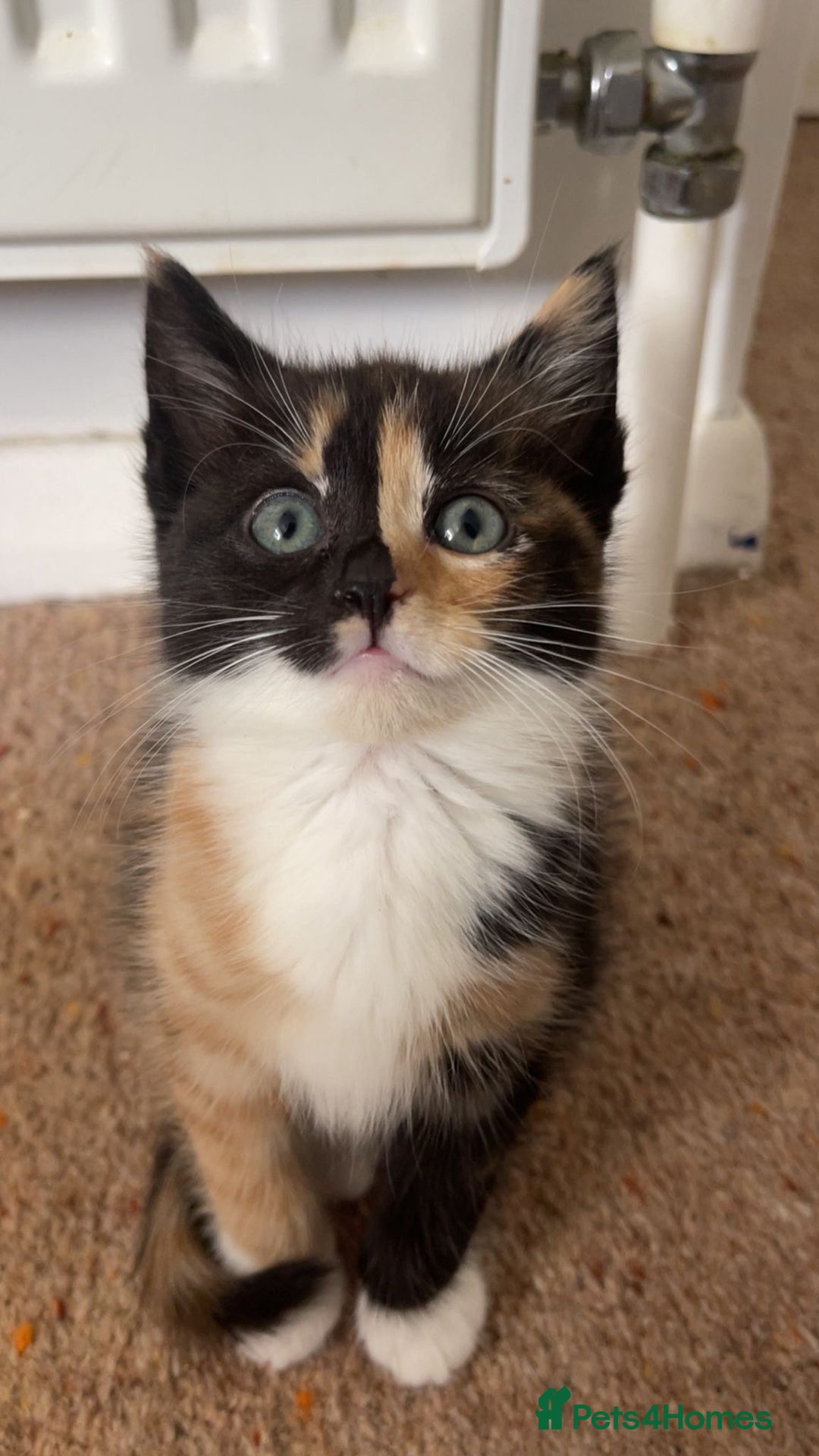 Domestic Shorthair cats for sale: 2 Ginger males 2 calico female 1 tabby female - Image 4