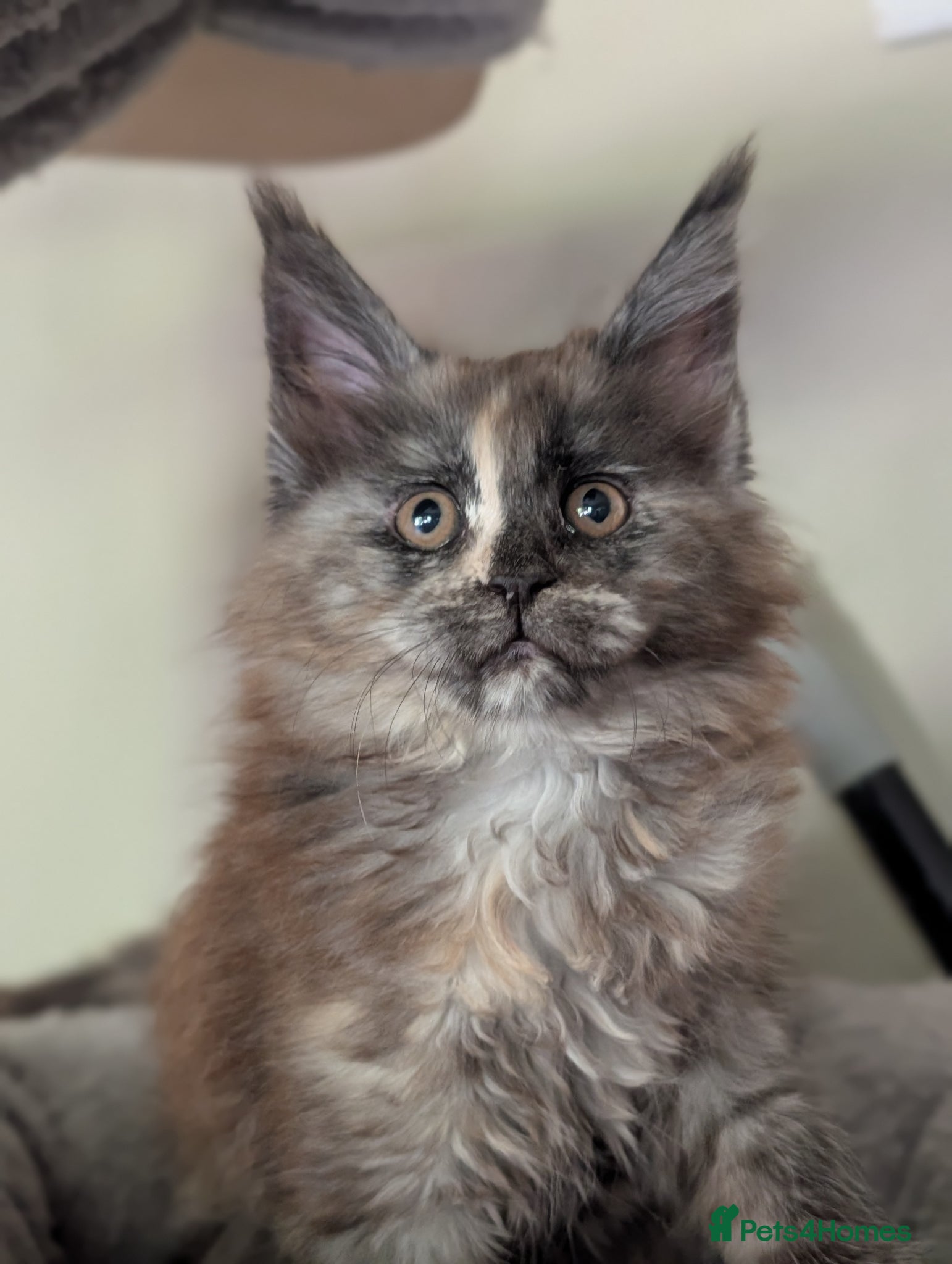Maine Coon cats Ready soon. Tica Registered Maine coon Kittens  - Advert 2