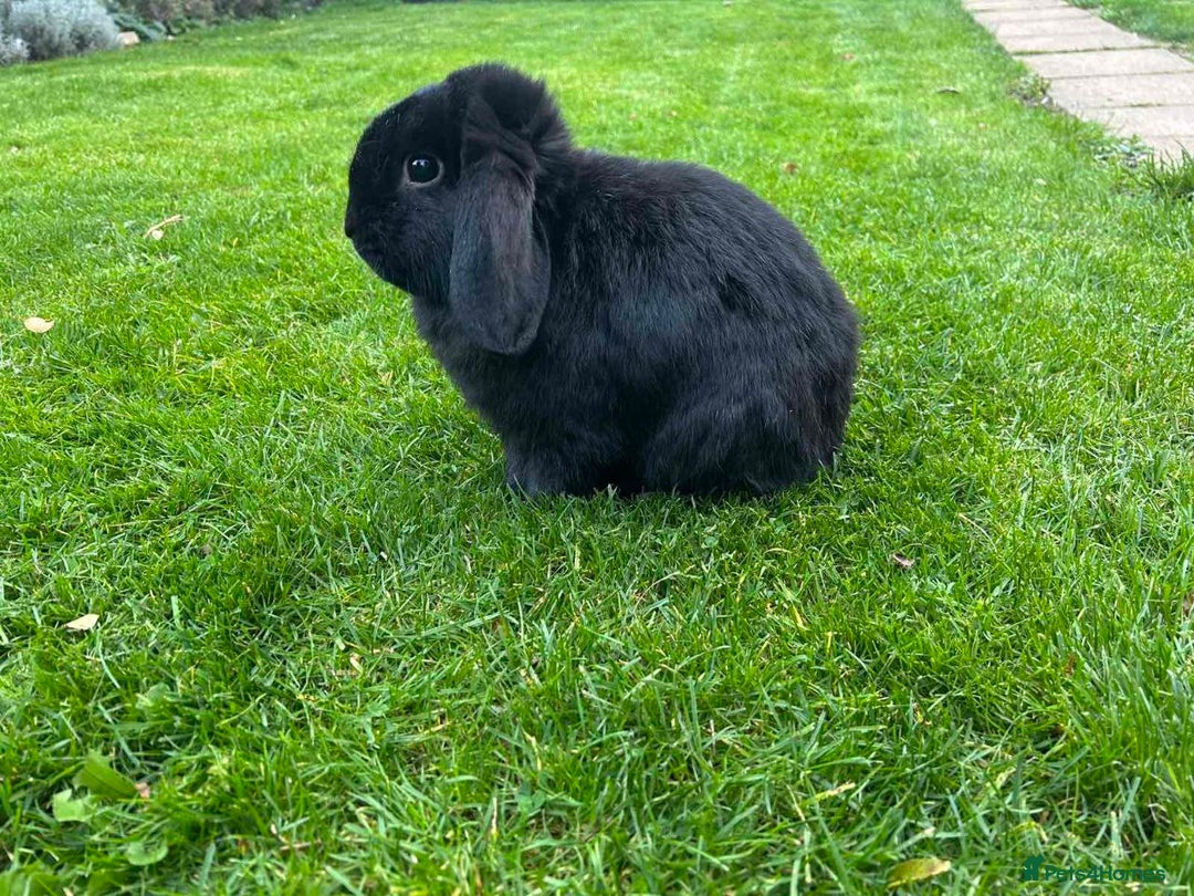 Mini Lop rabbits for sale: Selling male mini lop  - Image 2