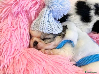 Chihuahua dogs Long Coat Chihuahua Boys Outstanding Quality ⭐️ - Advert 4