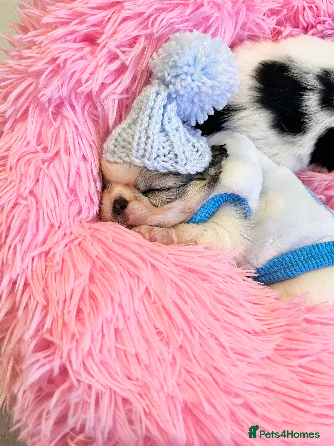 Chihuahua dogs for sale: Long Coat Chihuahua Boys Outstanding Quality ⭐️ - Advert 12