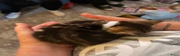 Mixed Breed cats for sale: Beautiful long haired Torbie x Bengal kittens - Advert 10
