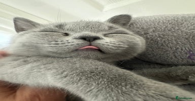 British Shorthair cats - Advert 8