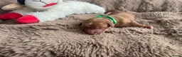 Golden Retriever dogs for sale: Golden retriever puppies for sale - Advert 11