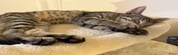 Bengal cats for sale: Two beautiful Bengal kittens  - Advert 6