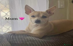 Chihuahua dogs for sale: Pedigree cream girls & blue boy Chihuahua puppies - Image 3