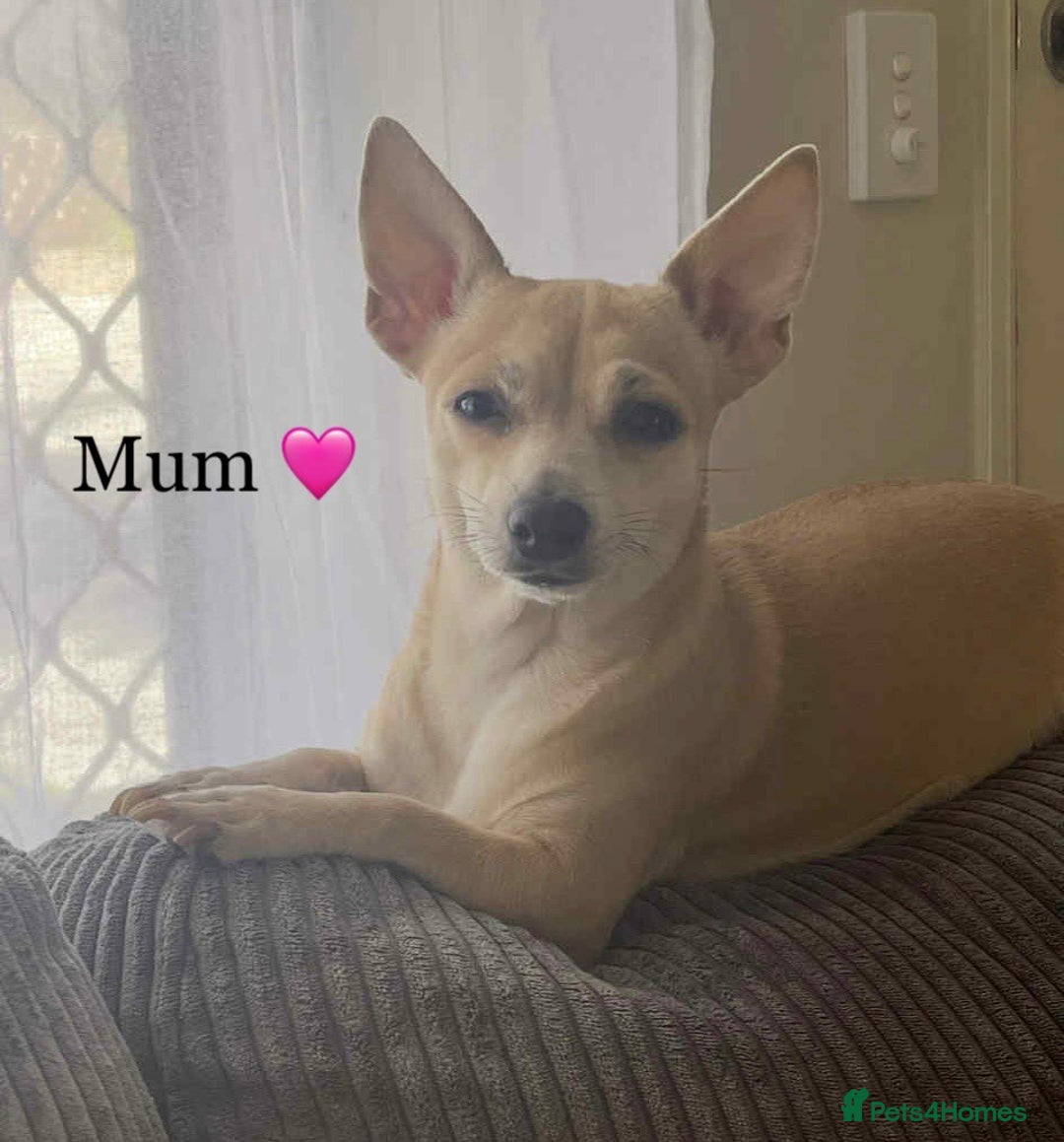 Chihuahua dogs for sale: Pedigree cream girls & blue boy Chihuahua puppies - Image 3