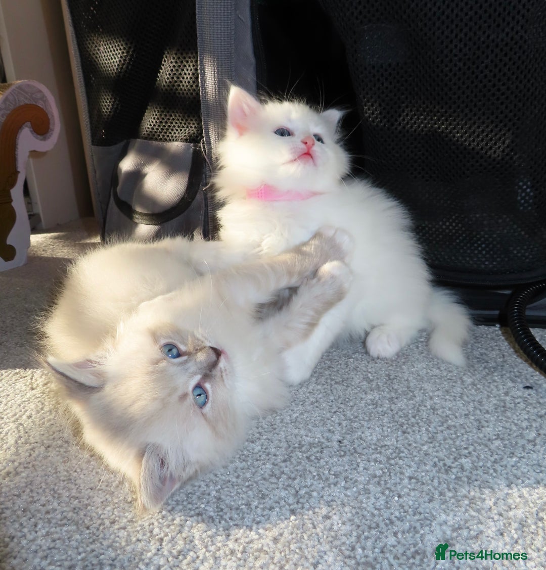 Siberian cats for sale: Little Fluffy Hypoallergenic Siberian Babies 🐾 - Advert 7