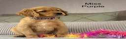 Goldendoodle dogs for sale: BEAUTIFUL HEALTHY LOVING PUPPIES  - Advert 18