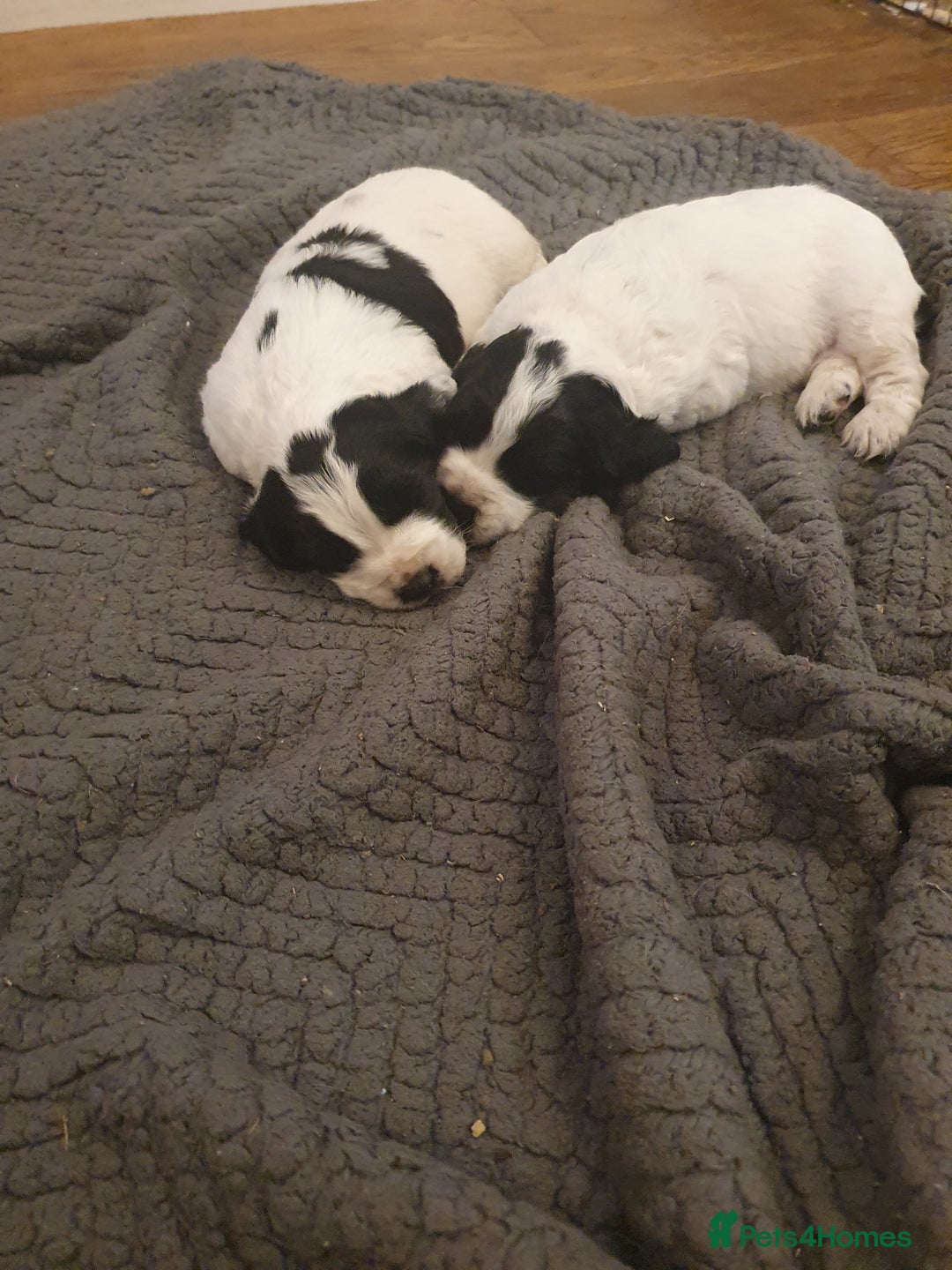 Cocker Spaniel dogs for sale: Blue roan cocker spaniel puppies. - Image 2