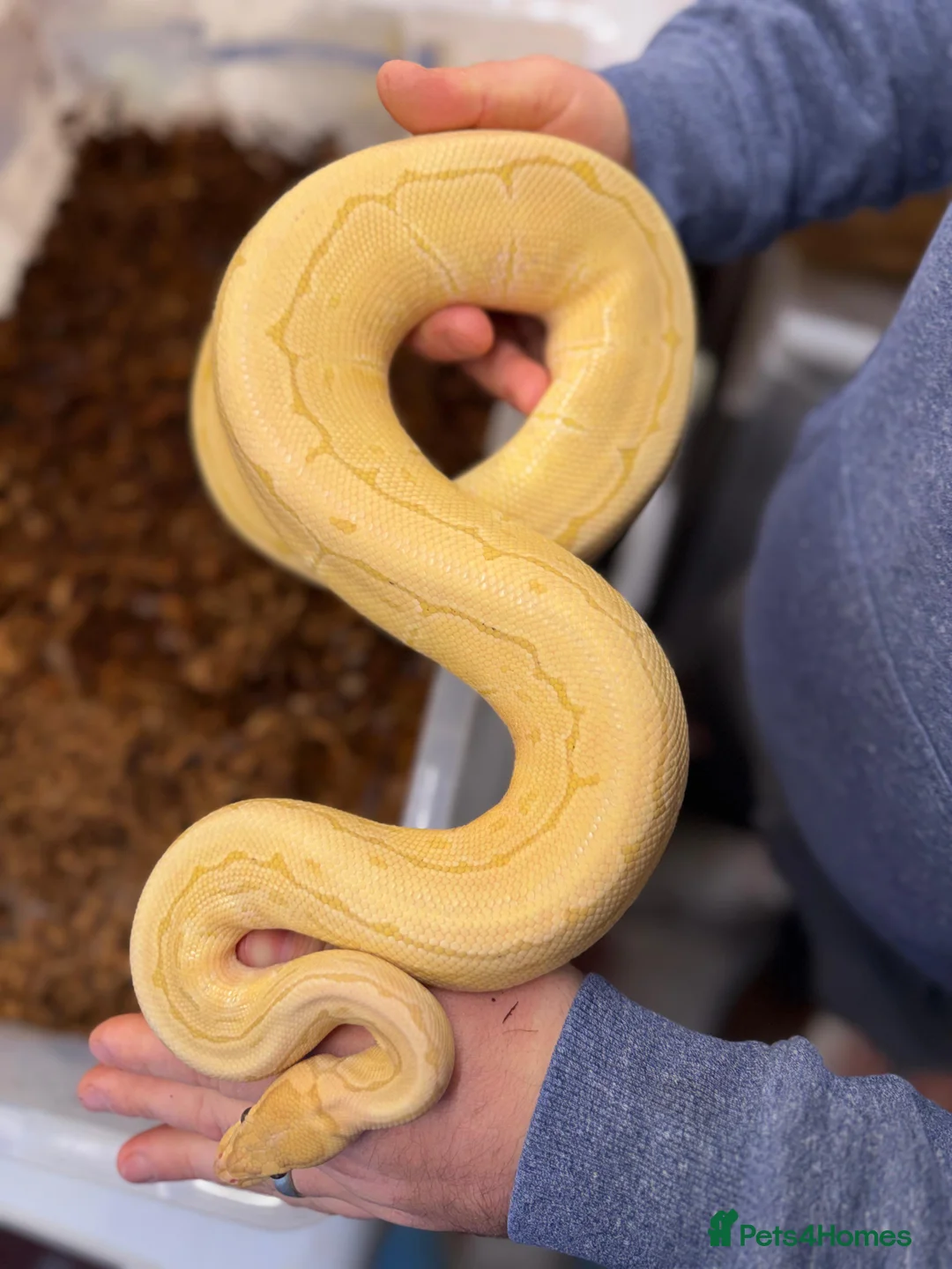 Python Snake reptiles for sale: 9 ball pythons  - Advert 2