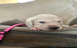 Golden Retriever dogs for sale: Pedigree Golden Retriver Puppies - Image 5