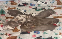 Miniature Dachshund dogs for sale: Beautiful mini dashys 💜 - Image 3