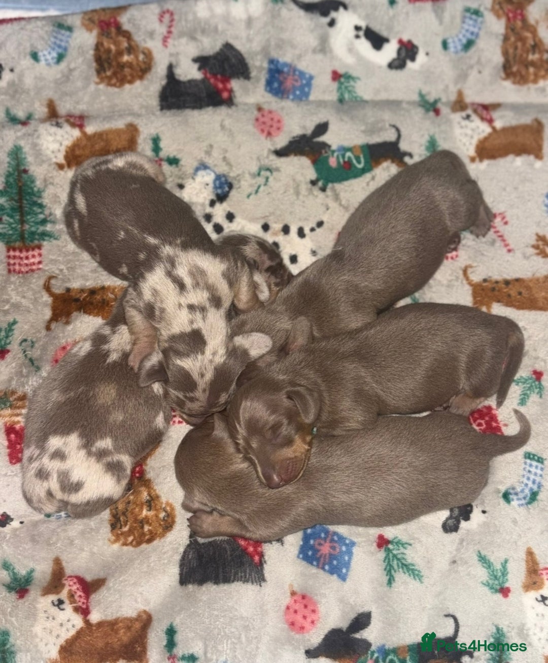 Miniature Dachshund dogs for sale: Beautiful mini dashys 💜 - Image 3