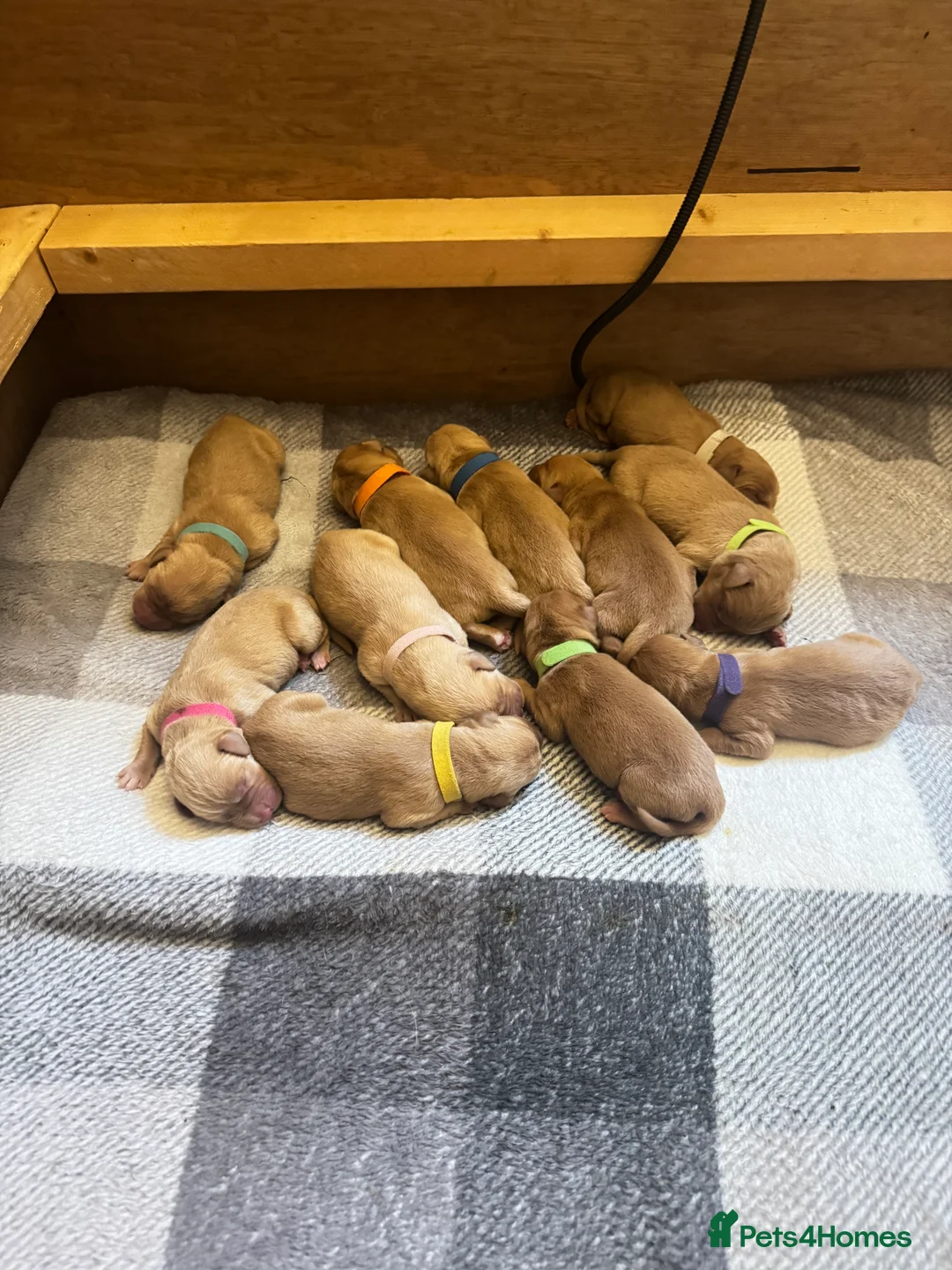 Labrador Retriever dogs for sale: CLOSED - Fox Red Labrador puppies.  - Advert 31