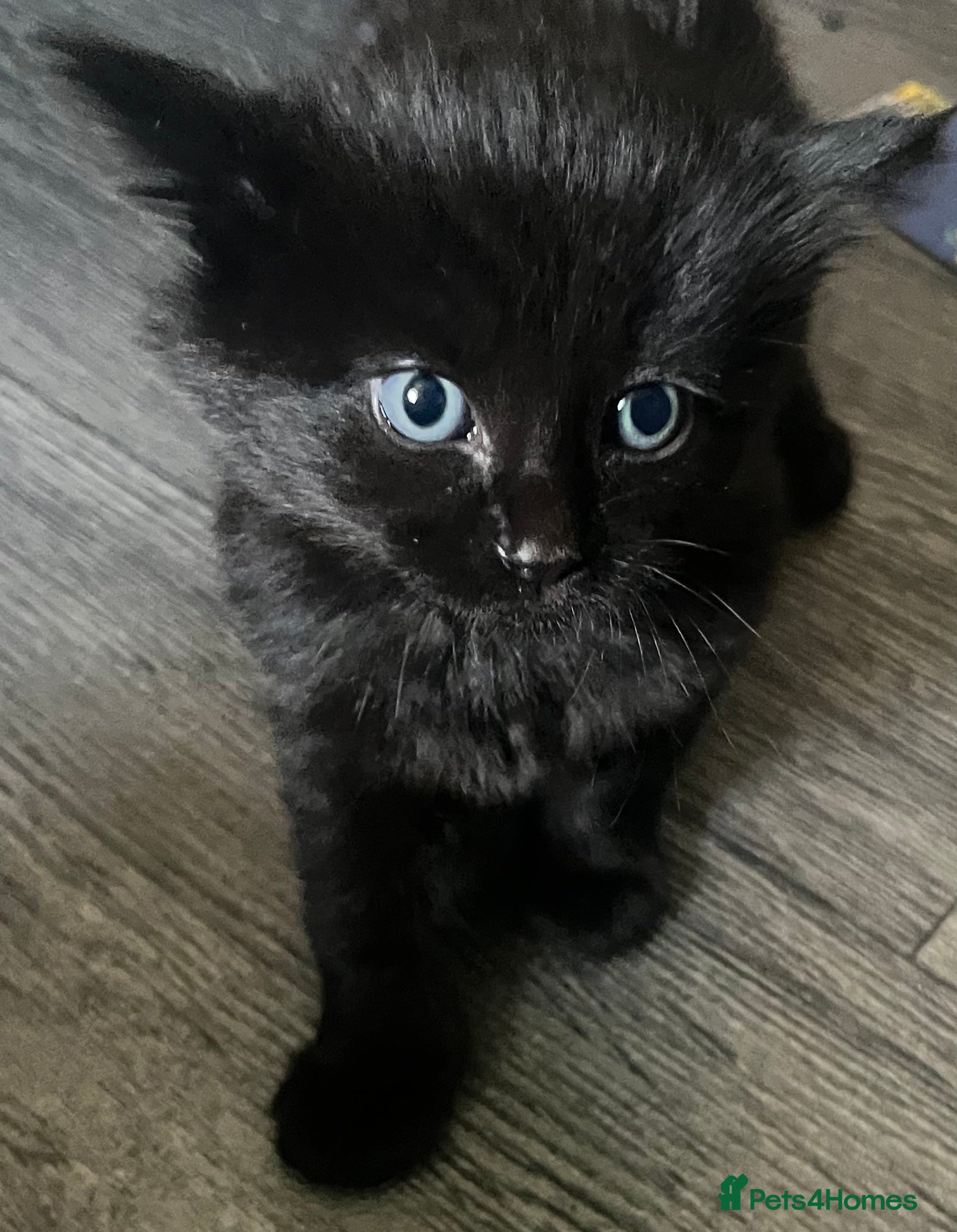 Mixed Breed cats for sale: ❤️Beautiful Tuxedo X British long hair kittens❤️  - Advert 4