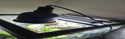 Gecko reptiles for sale: Crested Gecko and full setup  in Bordon - Advert 4