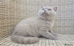 British Shorthair cats for sale: Stunning British Shorthair Kittens  - Image 6