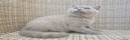 British Shorthair cats for sale: Stunning British Shorthair Kittens  - Advert 6