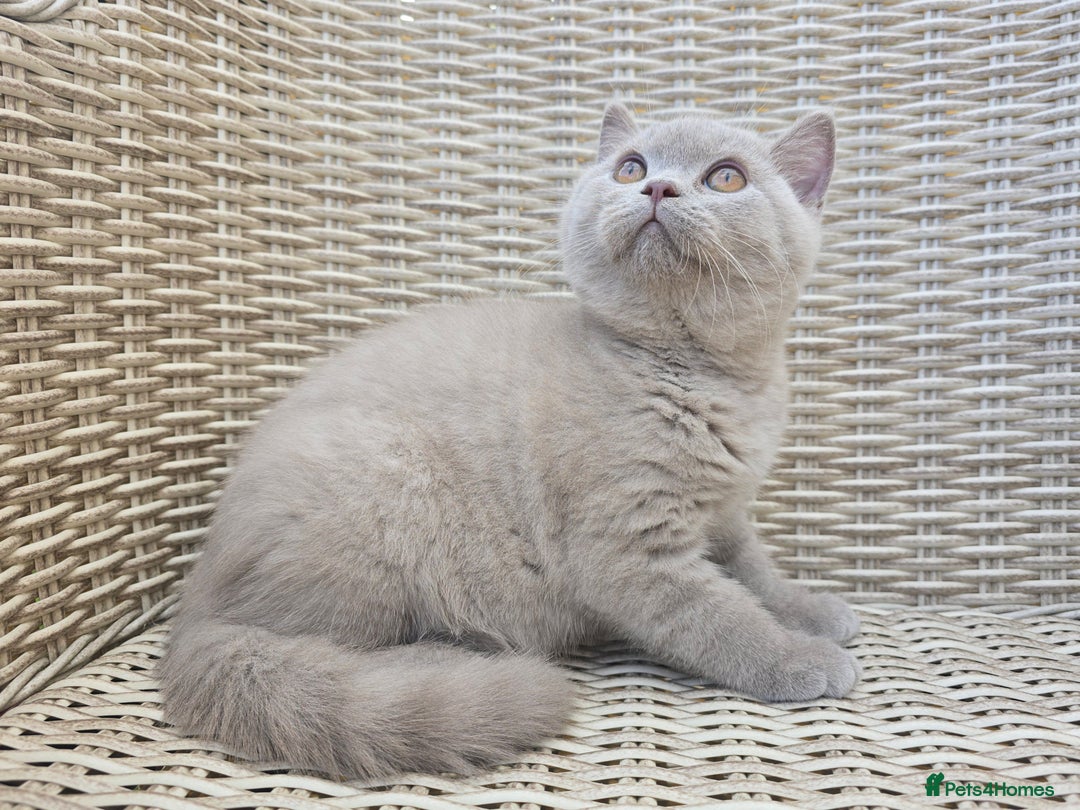 British Shorthair cats for sale: Stunning British Shorthair Kittens  - Image 6