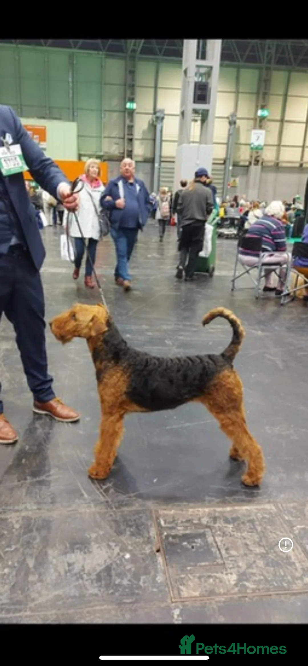 Airedale Terrier dogs for sale: Beautiful Airedale terrier puppies  - Advert 2