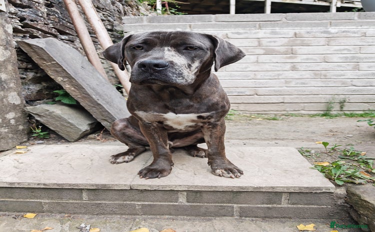 Mixed Breed dogs - Advert 1