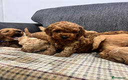 Cockapoo dogs for sale: BEAUTIFUL F1B COCKAPOO PUPS - Image 11