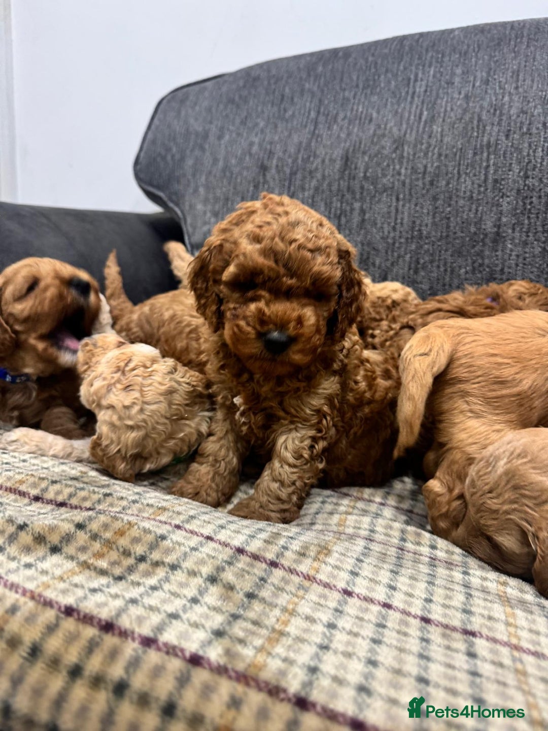 Cockapoo dogs for sale: BEAUTIFUL F1B COCKAPOO PUPS - Image 11