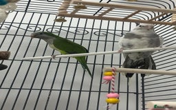 Cockatiels birds for sale: white cockatiel, Green Quaker with cage and toys - Image 2