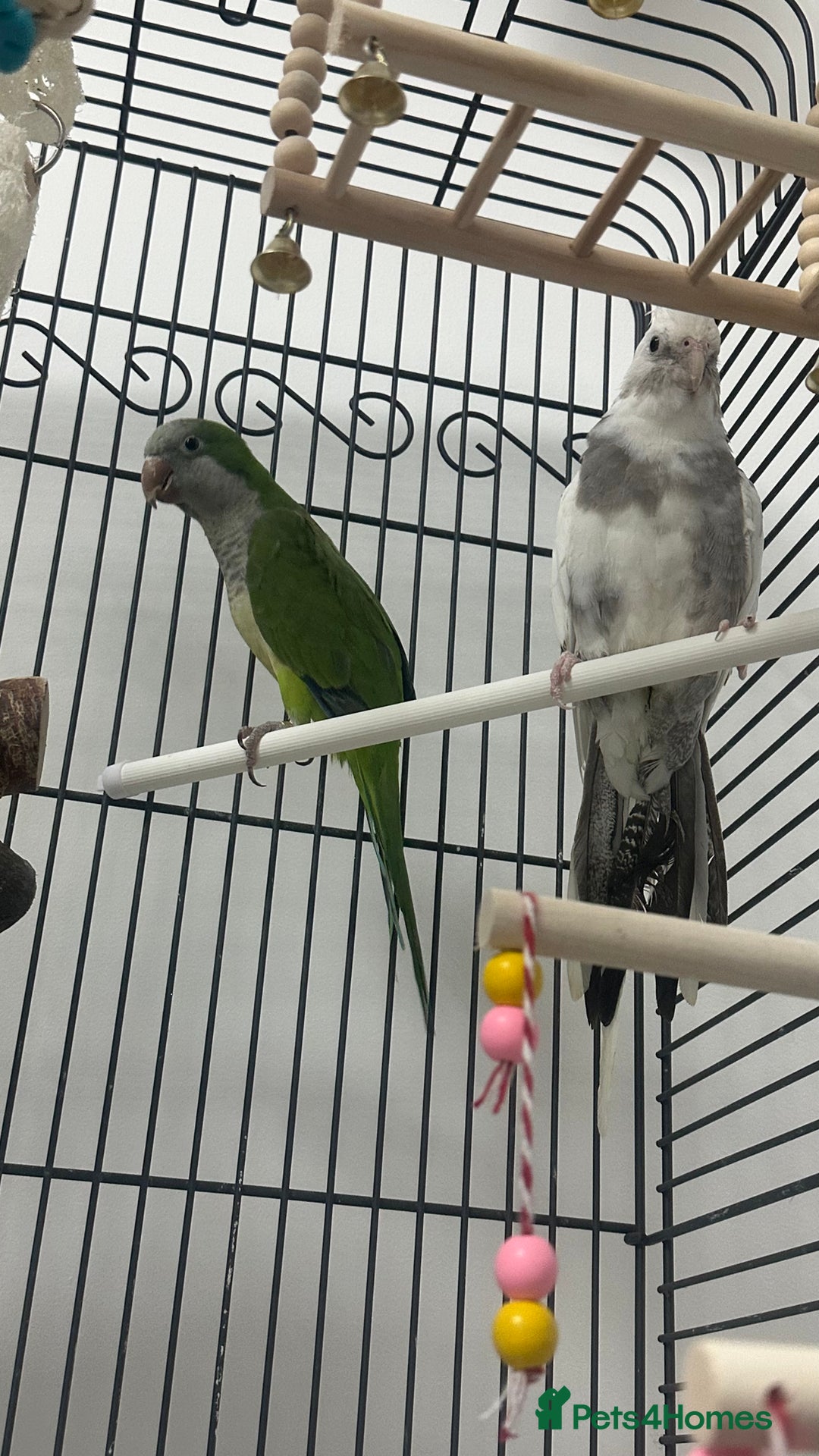 Cockatiels birds for sale: white cockatiel, Green Quaker with cage and toys - Image 2