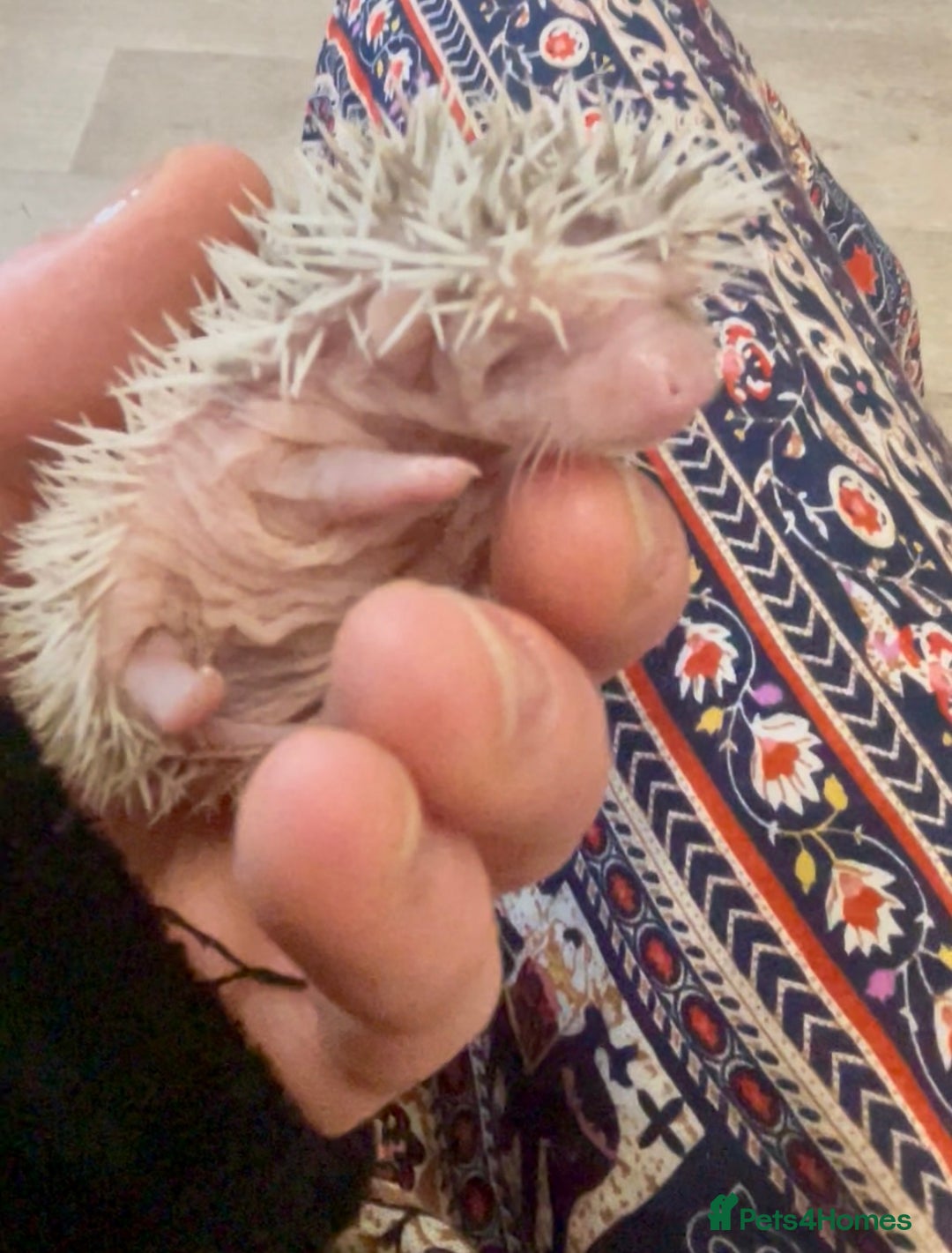 Pygmy Hedgehog rodents for sale: Beautiful Pinto African Pygmy Hedgehog Babies  - Image 4