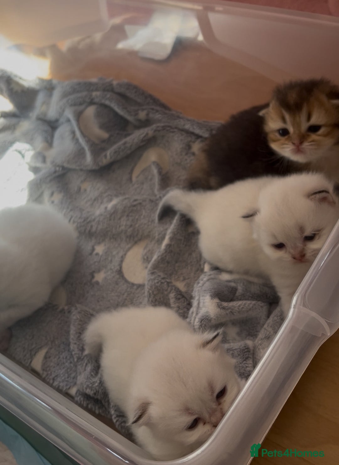 British Longhair cats for sale: Stunning British Longhair Kittens Ready to collect - Image 17