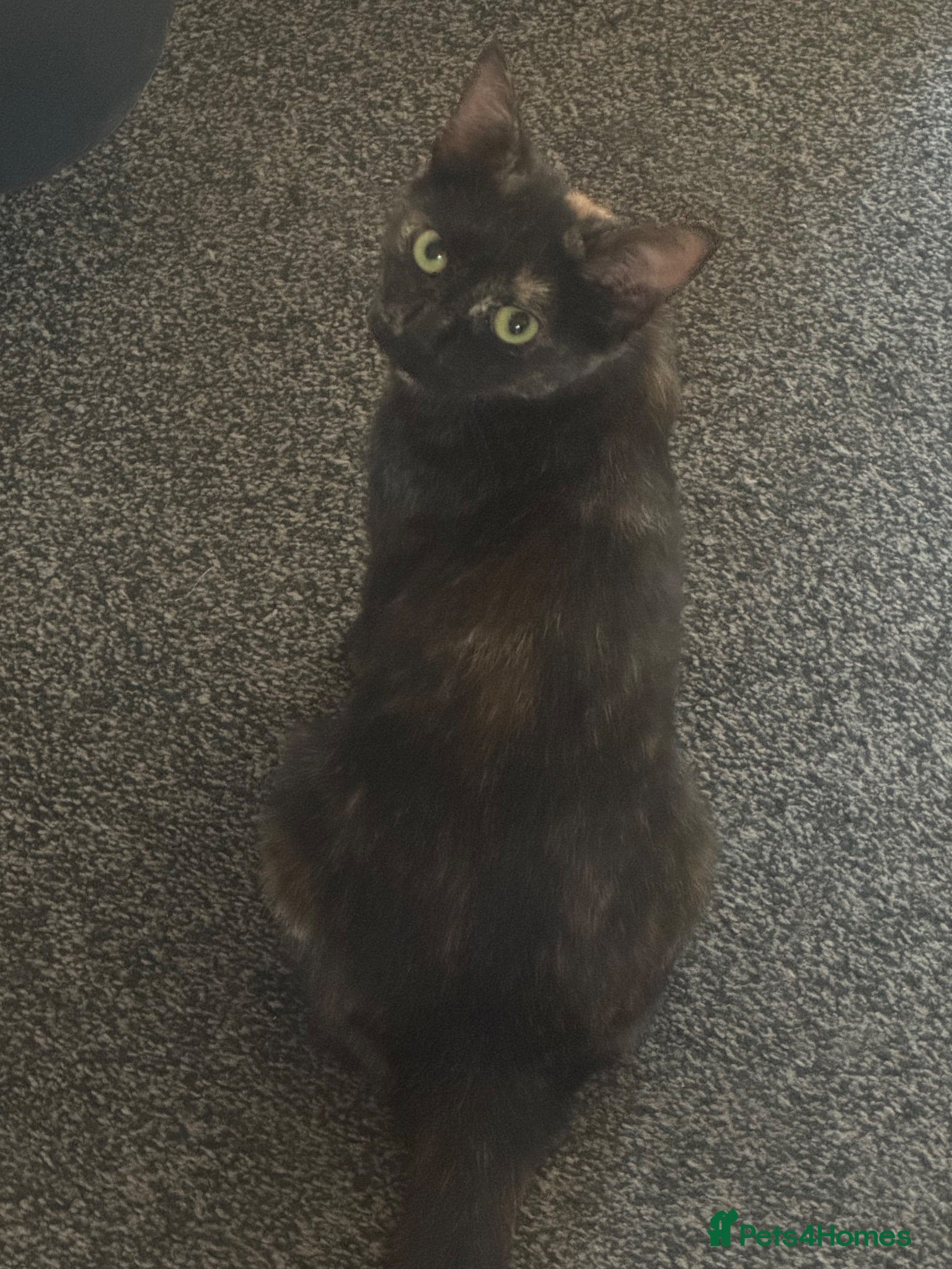 Mixed Breed cats 2 beautiful mixed breed kittens  - Advert 4