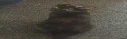 Mixed Breed cats for sale: 2 beautiful mixed breed kittens  - Advert 1
