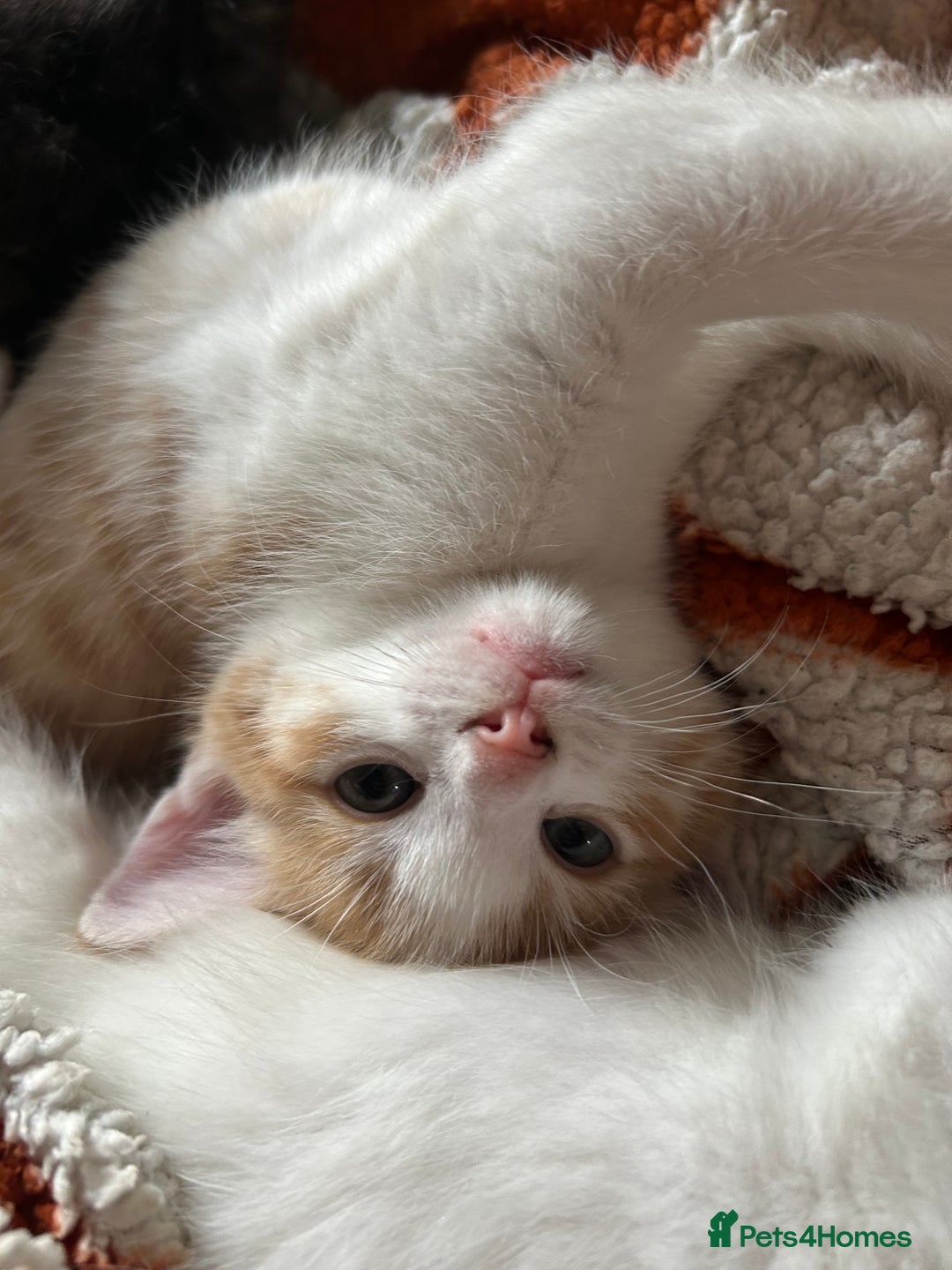 Domestic Shorthair cats for sale: Kitten available now - Image 8