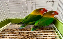 Lovebirds birds for sale: Beautiful Bonded Pair of Fischer’s Lovebirds  - Image 1