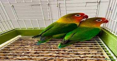 Lovebirds birds - Advert 3