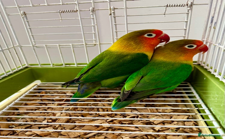 Lovebirds birds - Advert 1