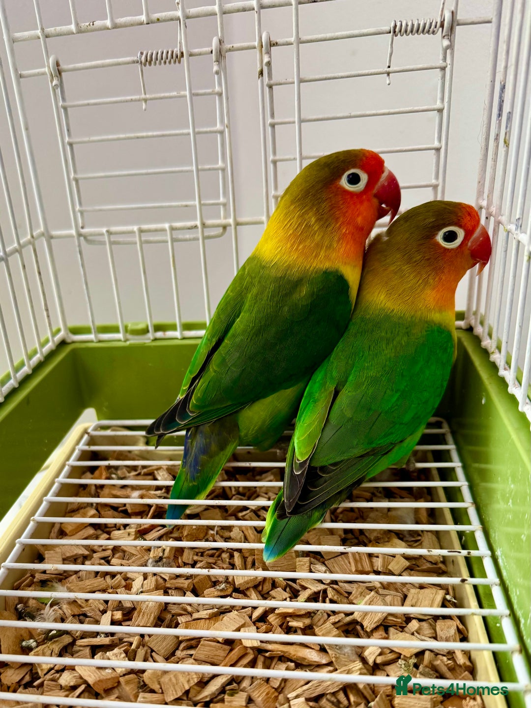Lovebirds birds for sale: Beautiful Bonded Pair of Fischer’s Lovebirds  - Image 1