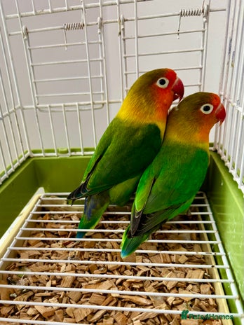 Lovebirds birds - Advert 1
