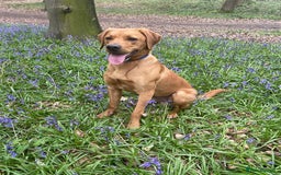 Labrador Retriever dogs for stud: 3 year old Fox Red Labrador Stud KC Registered  in Henley-on-Thames - Image 6