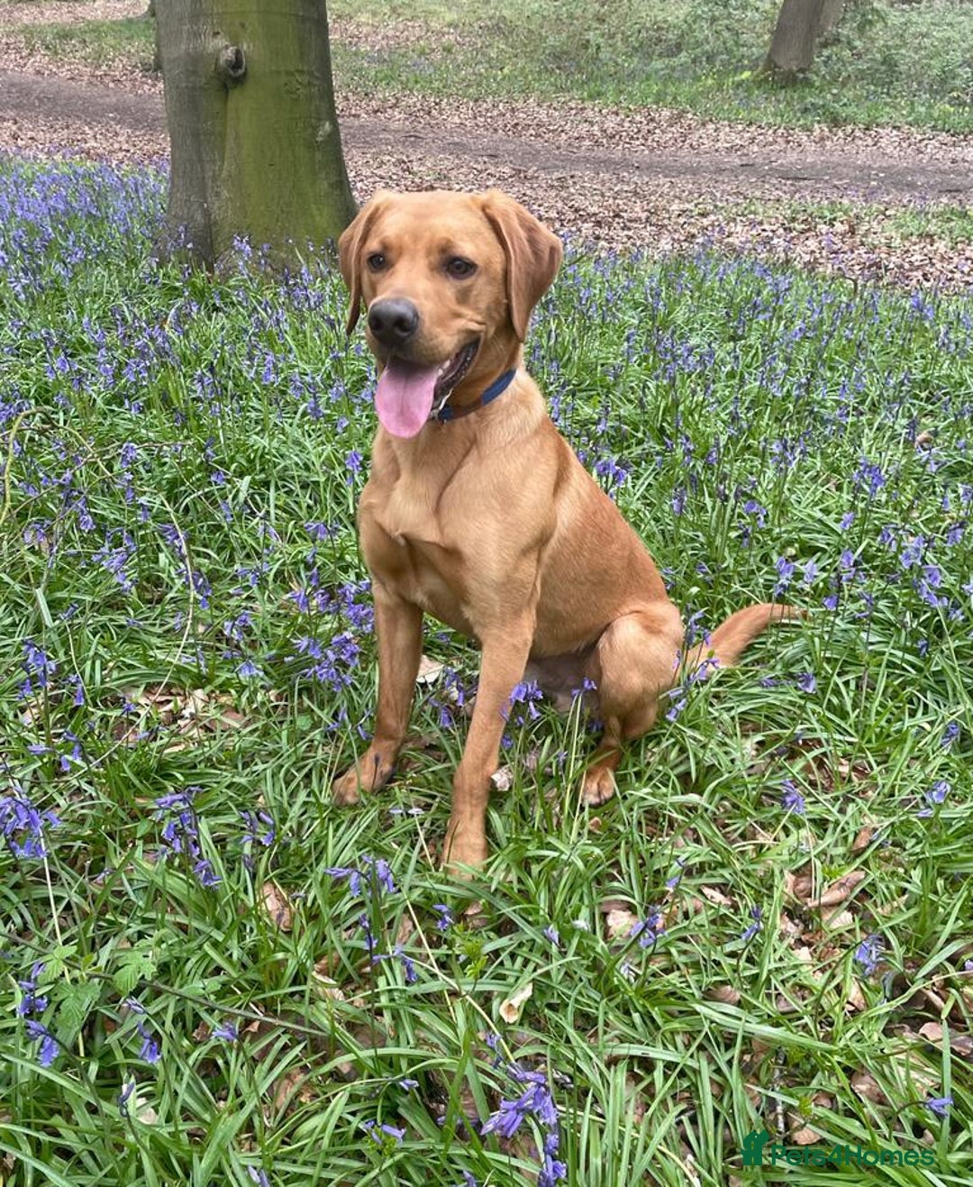 Labrador Retriever dogs for stud: 3 year old Fox Red Labrador Stud KC Registered  in Henley-on-Thames - Image 6