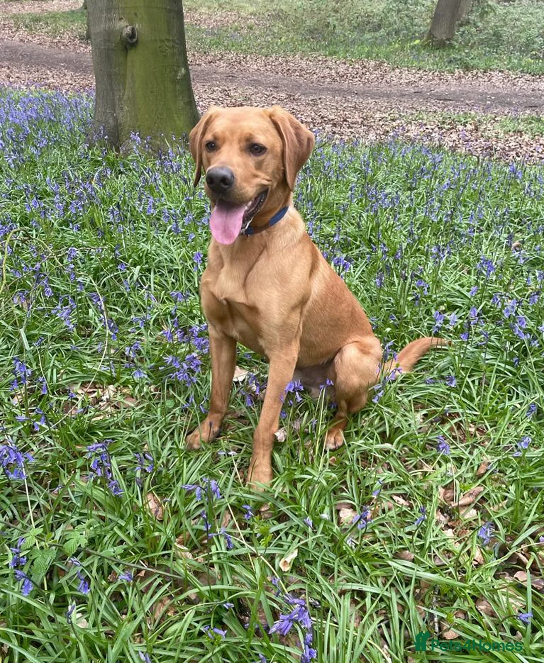 Labrador Retriever dogs for stud: 3 year old Fox Red Labrador Stud KC Registered  in Henley-on-Thames - Advert 6
