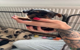 Yorkshire Terrier dogs for sale: ❤️Last girl available Miniature yorkshire terrier - Image 8