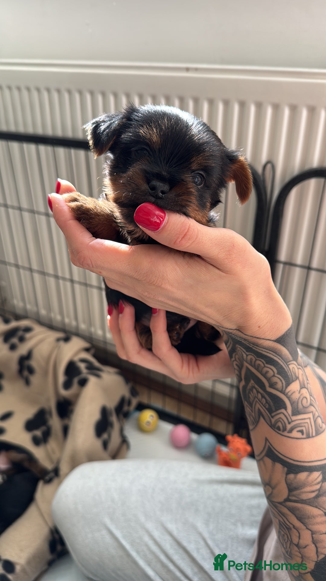 Yorkshire Terrier dogs for sale: ❤️Last girl available Miniature yorkshire terrier - Image 8
