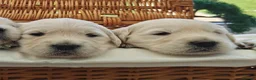 Golden Retriever dogs for sale: Gorgeous English Cream Golden Retriever Puppy's 🐾 - Advert 26