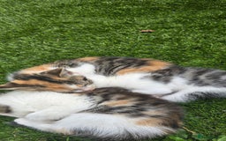 Mixed Breed cats for sale: Gorgeous Bengal X kittens - Image 6