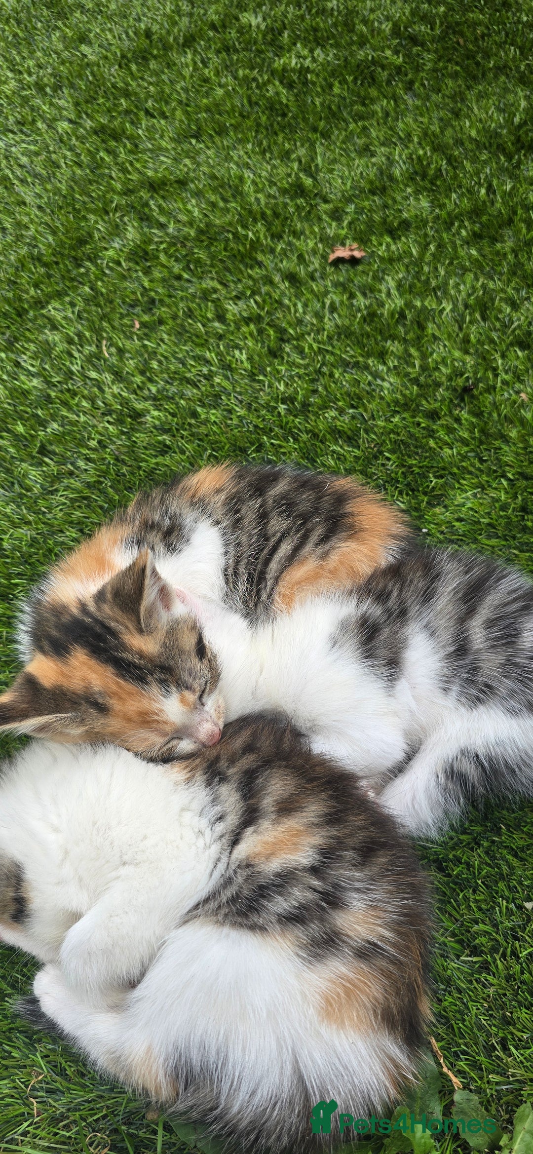 Mixed Breed cats for sale: Gorgeous Bengal X kittens - Image 6