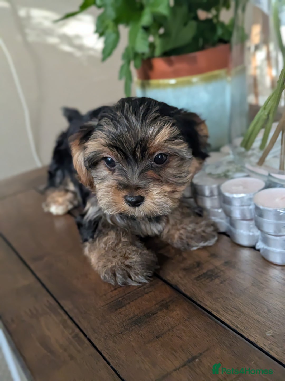 Yorkshire Terrier dogs for sale: 3 Male Yorkshire terriers left  - Image 32