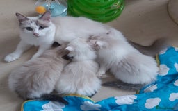 Ragdoll cats for sale: RAGDOLLS BICOLOUR BOY GIRLS BLUE EYES READY NOW  - Advert 2